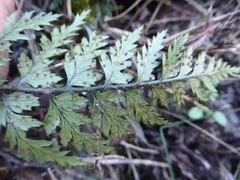 Polystichum neozelandicum zerophyllum × vestitum