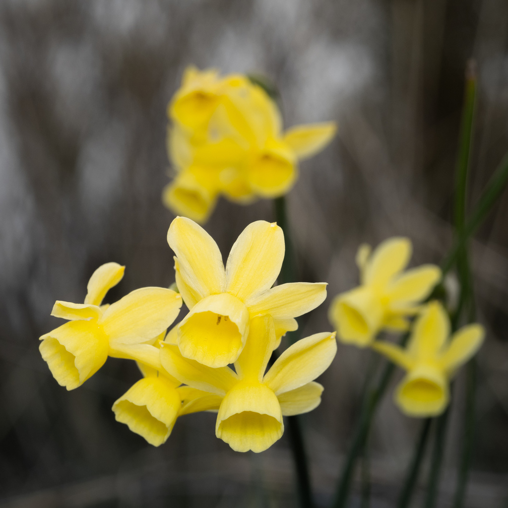 Narcissus × rupidulus