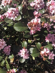 Rhaphiolepis indica