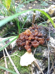 Phaeotremella frondosa