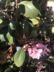 Rhaphiolepis indica
