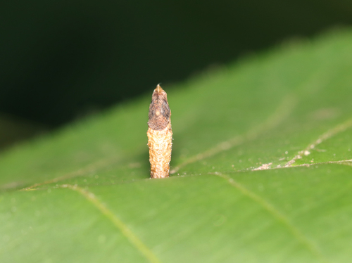 Coleophora querciella photo 4