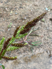 Echinochloa crus-galli