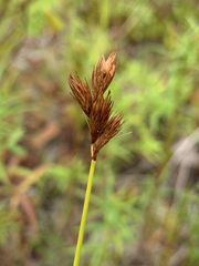 Carex scoparia image