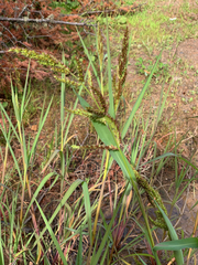 Echinochloa crus-galli