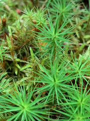 Polytrichum commune