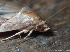 Lophoptera