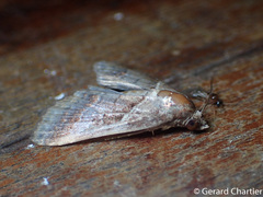 Lophoptera