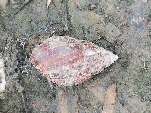 African Giant Snail