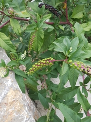 Phytolacca americana