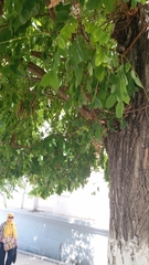 Robinia pseudoacacia