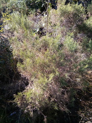 Passerina montana