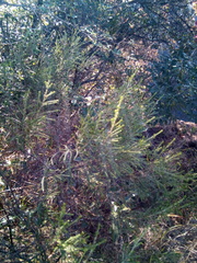 Passerina montana