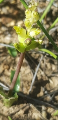 Lachenalia lutea