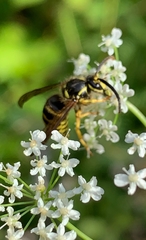 Dolichovespula arenaria