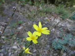 Lactuca viminea