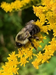 Bombus impatiens
