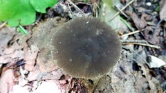 Pluteus nanus