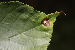 Paracercosporidium microsorum