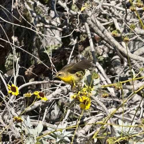 Belding's Yellowthroat (Geothlypis beldingi), photo 5