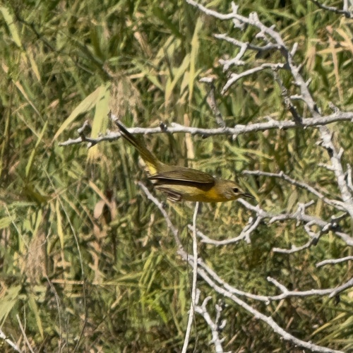 Belding's Yellowthroat (Geothlypis beldingi), photo 8