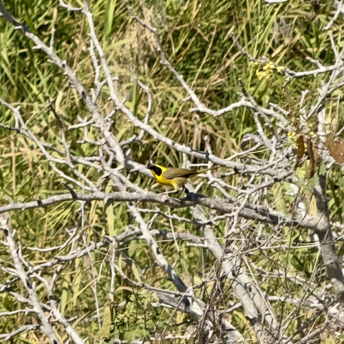 Belding's Yellowthroat (Geothlypis beldingi), photo 10