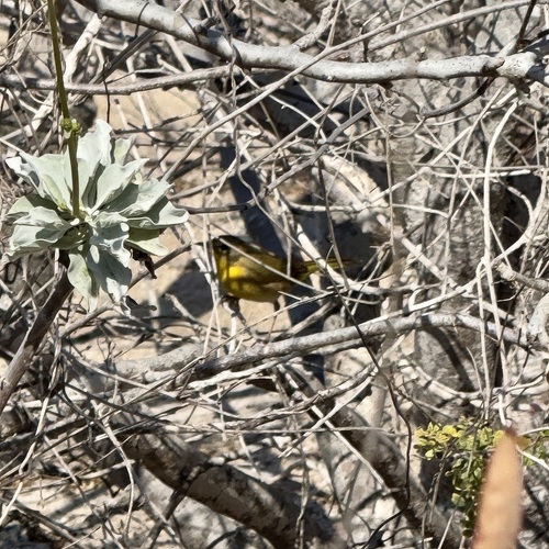 Belding's Yellowthroat (Geothlypis beldingi), photo 5