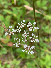 Pimpinella saxifraga