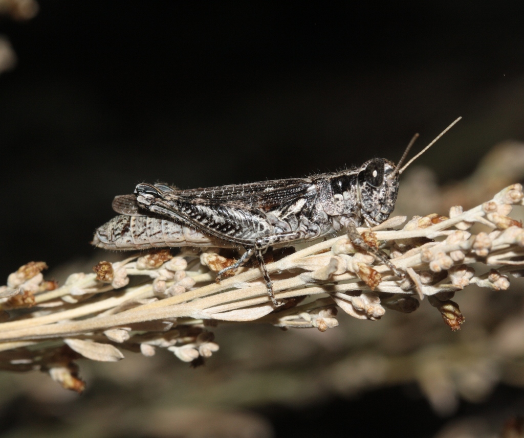 Western Sagebrush Grasshopper