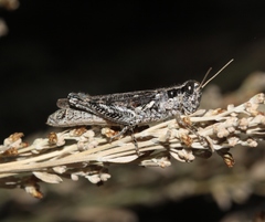 Melanoplus complanatipes