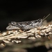 Western Sagebrush Grasshopper - Photo (c) James Bailey, some rights reserved (CC BY-NC), uploaded by James Bailey