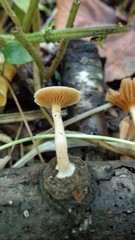 Tubaria dispersa