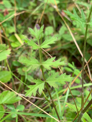 Pimpinella saxifraga