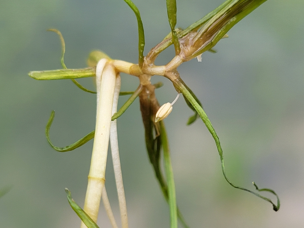 Horned pondweed
