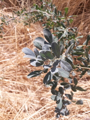 Halimodendron halodendron