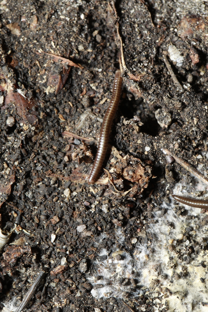 Leptoiulus belgicus