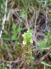Euphrasia randii