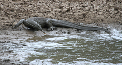Varanus salvator salvator