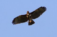 Buteo brachypterus