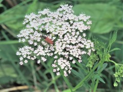 Anastrangalia dubia