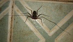 Paraphrynus mexicanus