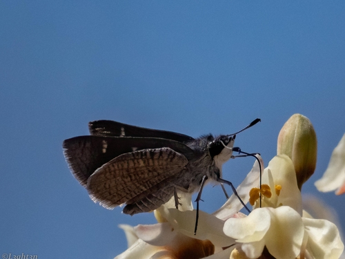 Peppered Hopper