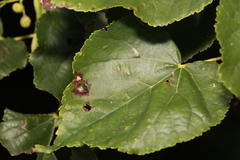 Paracercosporidium microsorum