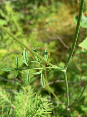 Pimpinella saxifraga