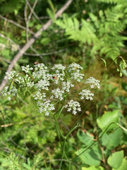 Pimpinella saxifraga