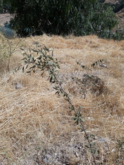 Rhamnus erythroxyloides