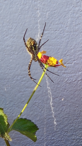 Banded Garden Spider