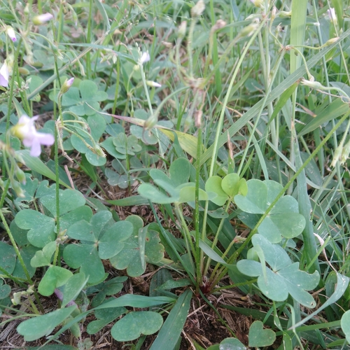 Image of Oxalis tragopoda by (c) Henry de Lange, some rights reserved (CC BY)
