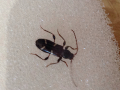 Phymatodes nitidus