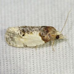 Henricus edwardsiana